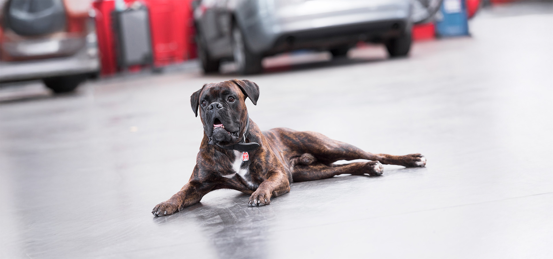 Ein braun gestreifter Boxerhund liegt auf dem sauberen Boden einer Autowerkstatt, im Hintergrund sind Fahrzeuge zu sehen.